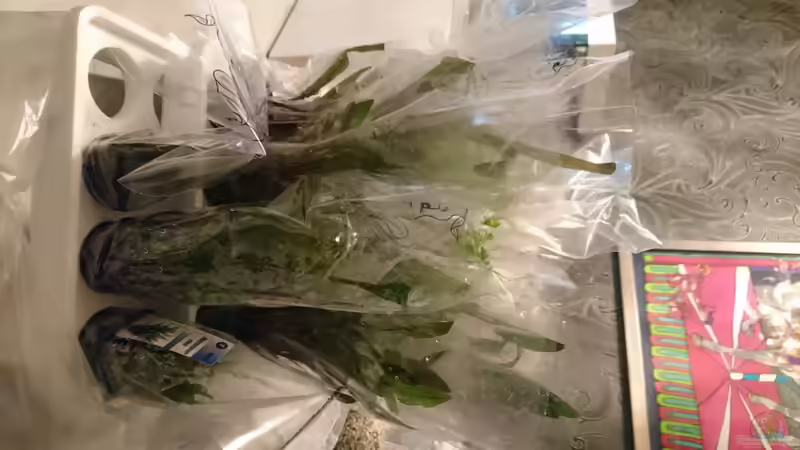 Javafarne und verschiedene....  von Inuki (2)