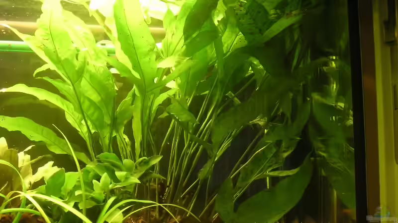 Javafarn(Mutterpflanze) von Maximilian Zunhammer (3)