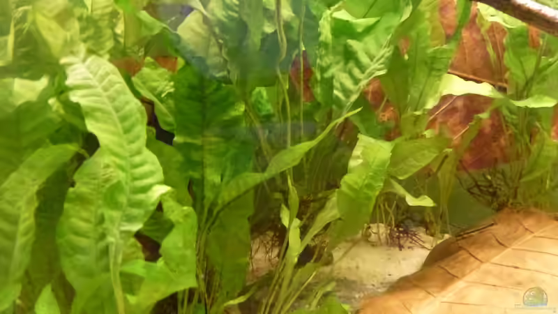 Javafarnwäldchen von Leon St (9)