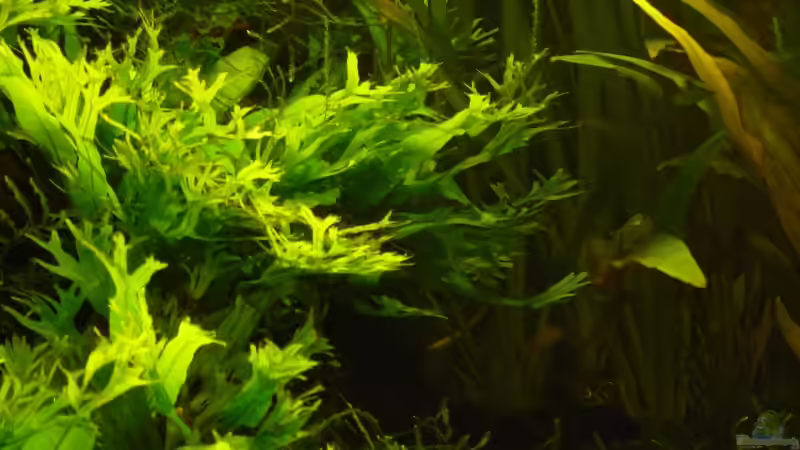 Javafern von A. G. (12)