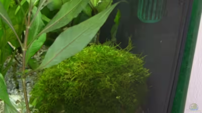 Javakokosnuss von Alexander Eckel (20)