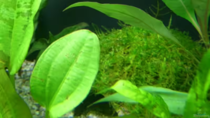 Javakokosnuss von Alexander Eckel (21)