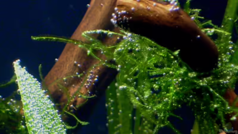 Javamoos - 1. Tag kurz nach der Einrichtung von *angelfish* (20)