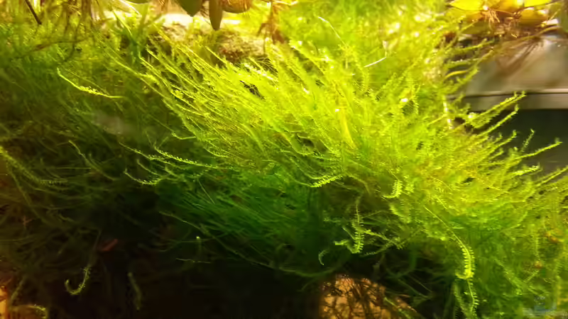 Javamoos - Taxiphyllum Barbieri von Zomic (17)