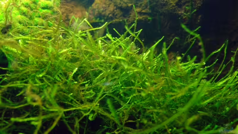 Javamoos - Vesicularia dubyana von Alex Stark (4)