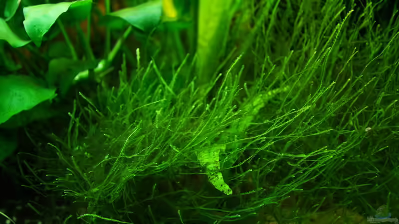 Javamoos, die dritte von Guido Seifert (9)