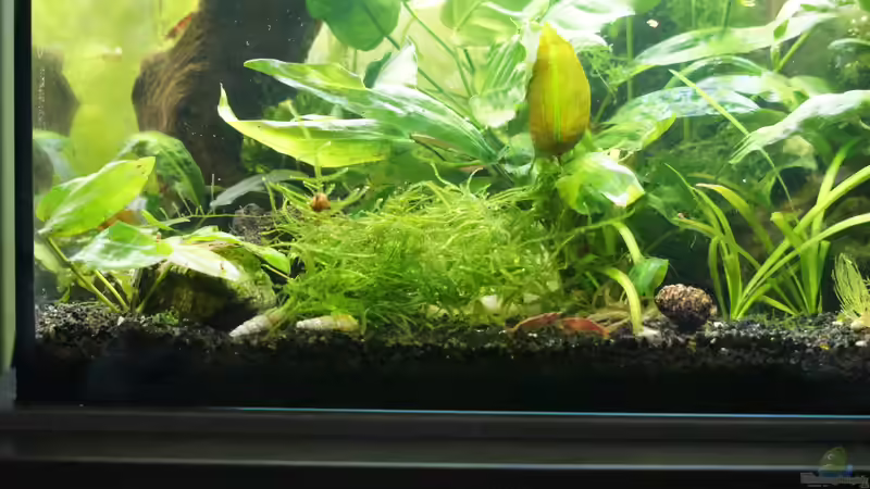 Javamoos, Wasserkelch, Anubias von Bartey (12)