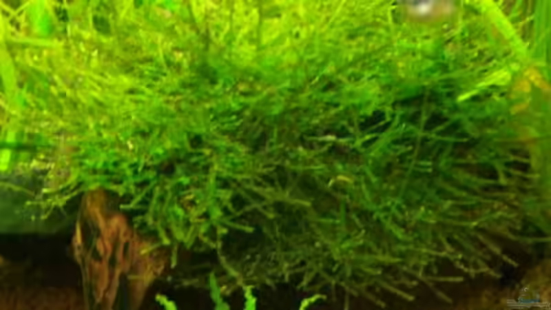 Javamoos 29.12.07 von Thomas Schmidt (19)