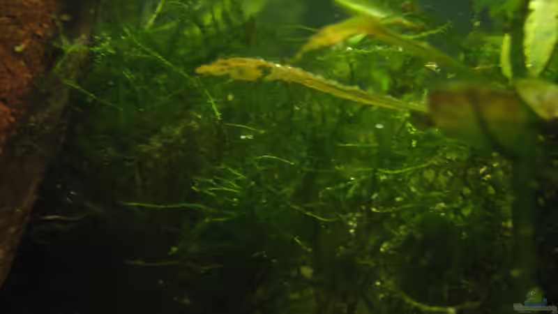 Javamoos als ablaichstelle für die Ringelhechtlinge, links ist gut die Seemandelbaumrinde von chrisi01 (10)