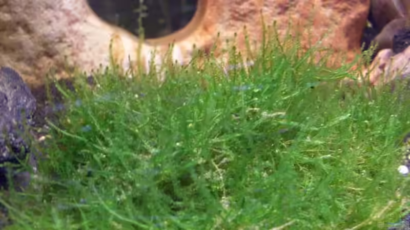 javamoos auf gitter von lichterschein (4)