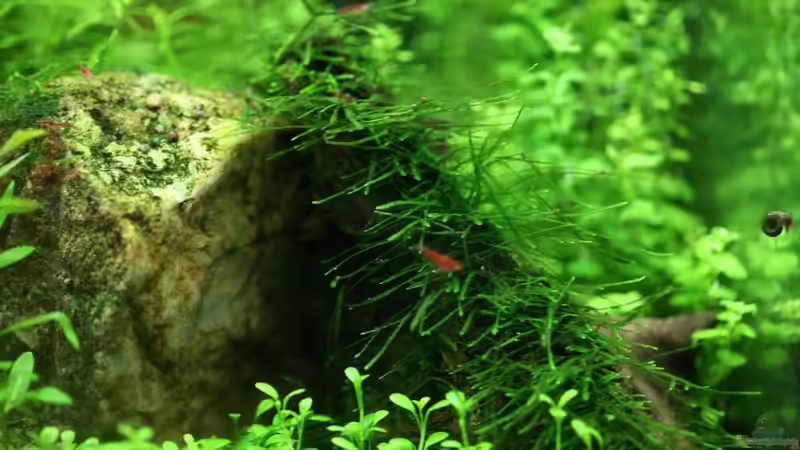 Javamoos auf Holz von Olli N. (9)