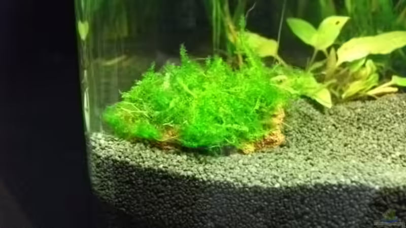 Javamoos auf Lavastein von sandybunny (5)