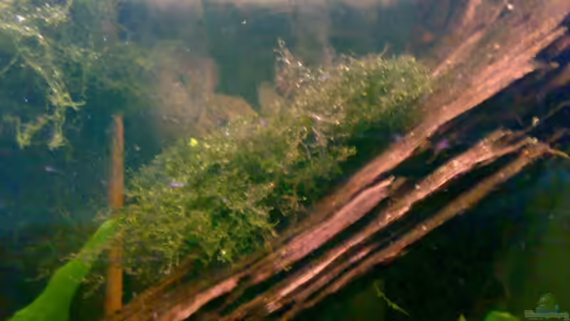 Javamoos auf linker Wurzel von Amazonasbecken.eu (16)