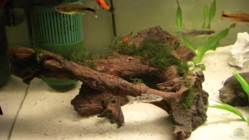 Javamoos auf Mangrove von Büdi II (13)