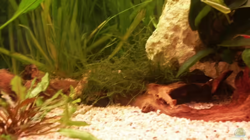 Javamoos auf Mangrovenwurzel von Sauerlandmicha (9)