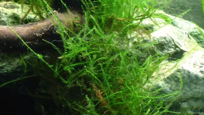 Javamoos auf Morkienholz gebunden von Alfur (7)