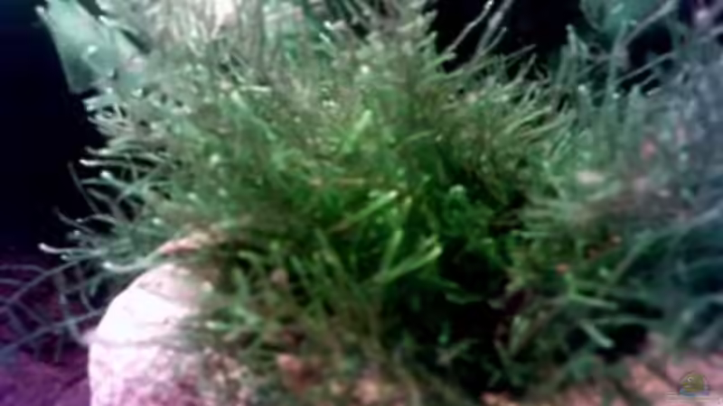 Javamoos auf Stein gebunden von Greedo (3)