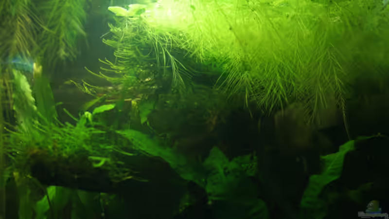 Javamoos auf Wurzel, Muschelblumen, Javafarn im Vordergrund von gezina (9)