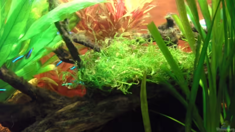 Javamoos auf Wurzel  von Opodeldok (15)