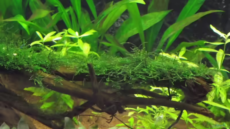 Javamoos auf Wurzel aufgebunden von Dr. Manhattan (18)