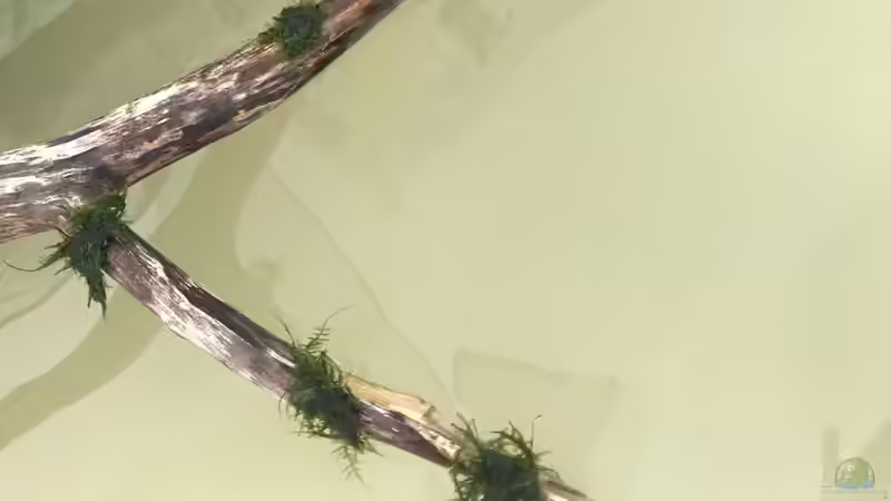 Javamoos auf Wurzel mit Superkleber angeklebt von Hannes Klotz (8)