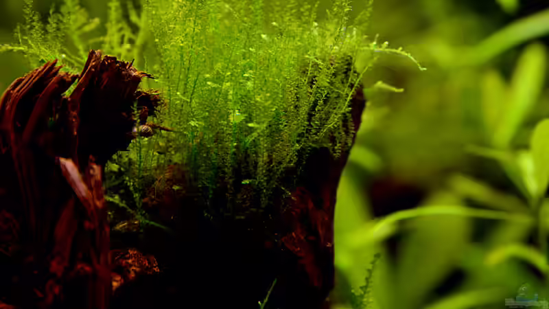 Javamoos auf Wurzel von bigbeef (10)