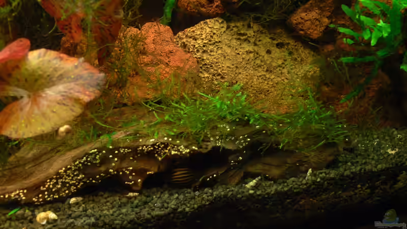 Javamoos auf Wurzel von derflo (14)