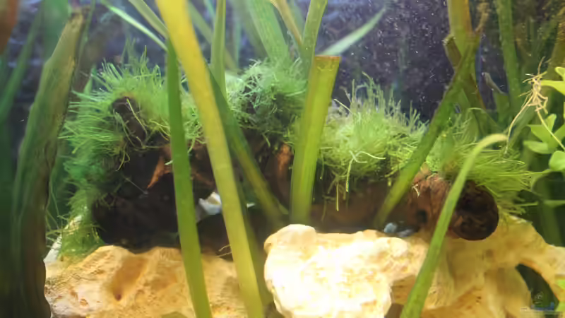 Javamoos auf Wurzel von DreamTümpel (5)