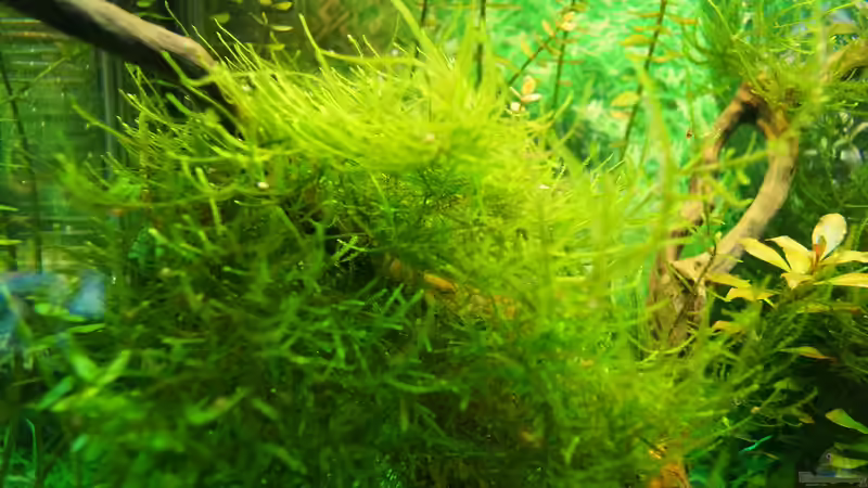 Javamoos auf Wurzel von Guido Seifert (5)