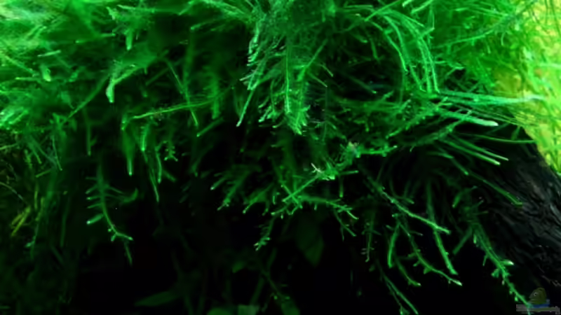 Javamoos auf Wurzel von Tobi-G (8)