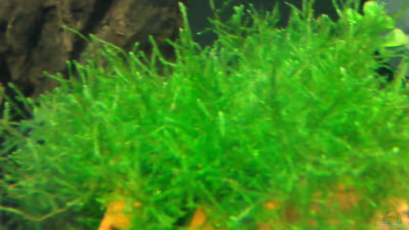 Javamoos auf Ziegel von Crissy (6)