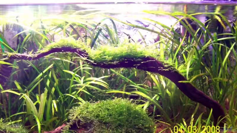 Javamoos des öfteren zurück geschnitten! 5.3.08 von Thomas Schmidt (5)