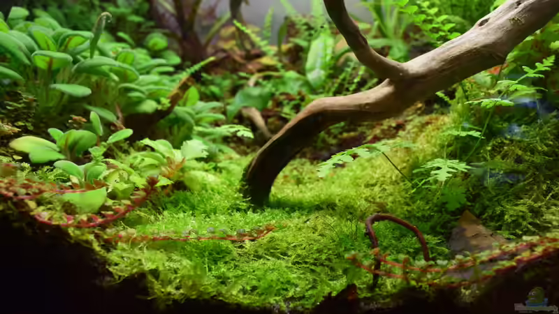 Javamoos emers von Junglist (47)