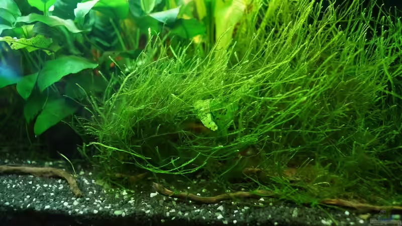 Javamoos erobert Moorkienäste von Guido Seifert (8)