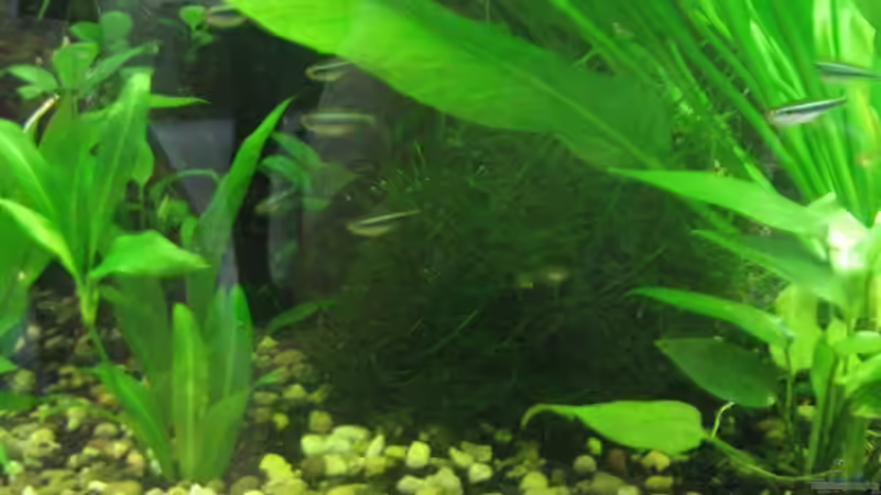 Javamoos frisst Wurzel :-) von TNTLogge (5)