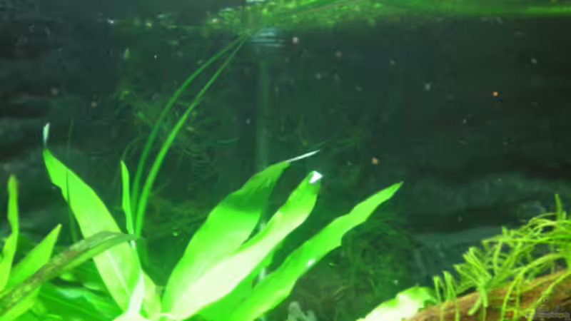 Javamoos im Hintergrund auf der Filtermatte von Thomas Ahrens (17)