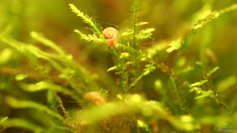 Javamoos mit Blasenschneckchen von Andrea Rüter (15)