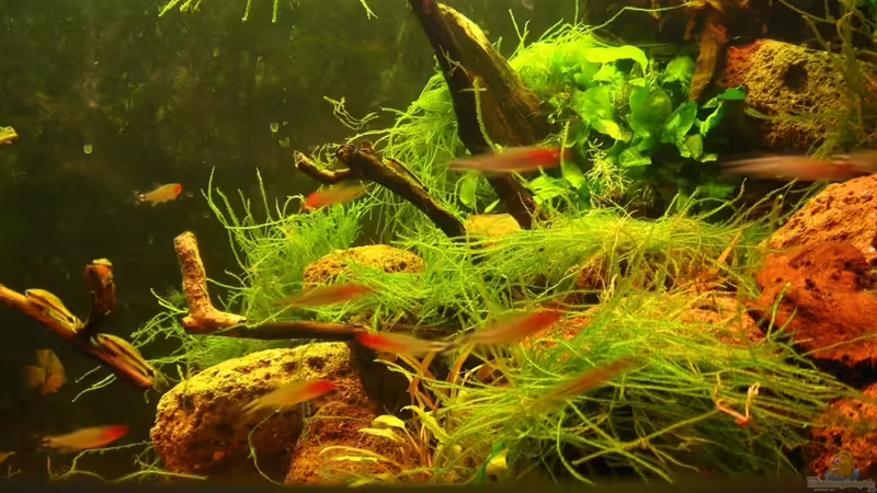 Javamoos mit Holz von Manni 13 (5)