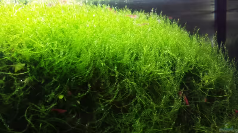 Javamoos-nicht aktuell von JohnnyWishbone (8)