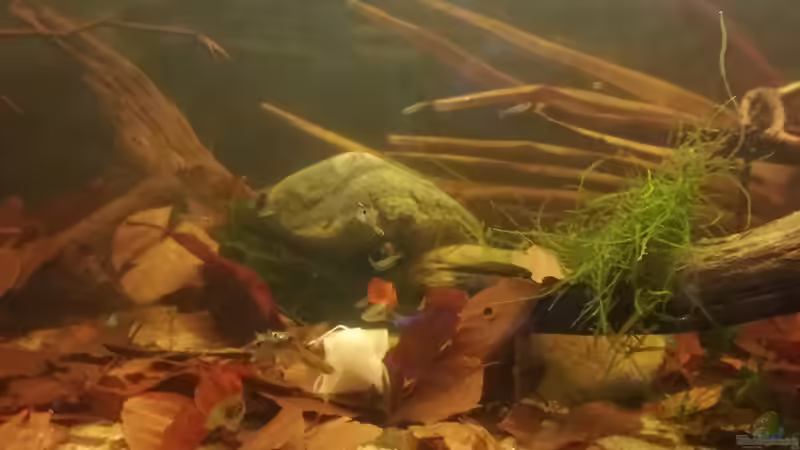 Javamoos nicht mehr wirklich existent von Daniel Krmr (7)