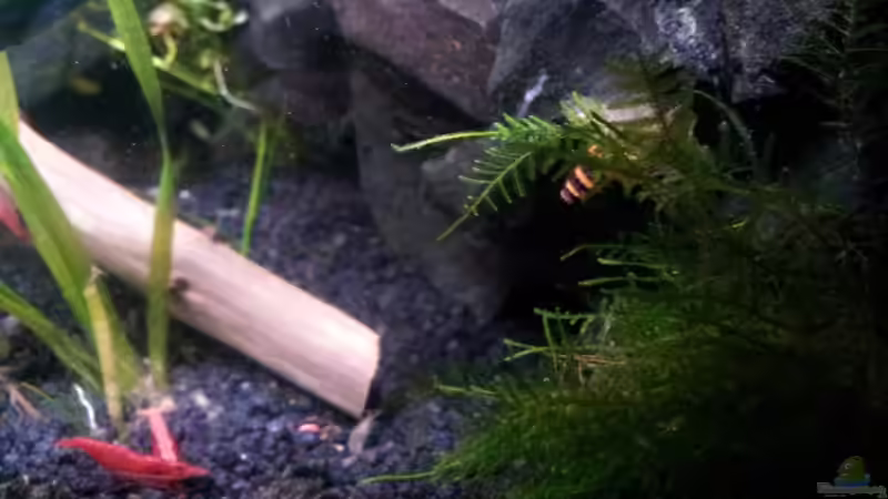 Javamoos (Taxiphyllum barbieri) rechts im Bild von Newbie (29)