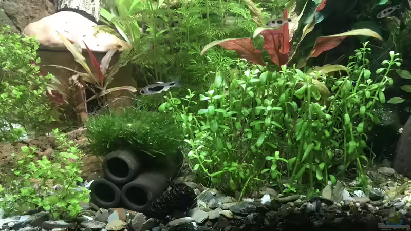 Javamoos und Fettblatt zurück geschnitten  von Bessey (3)