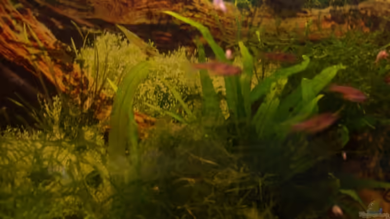 Javamoos und Javafarn auf kleiner Margrovenwurzel von Thomas Zips (11)