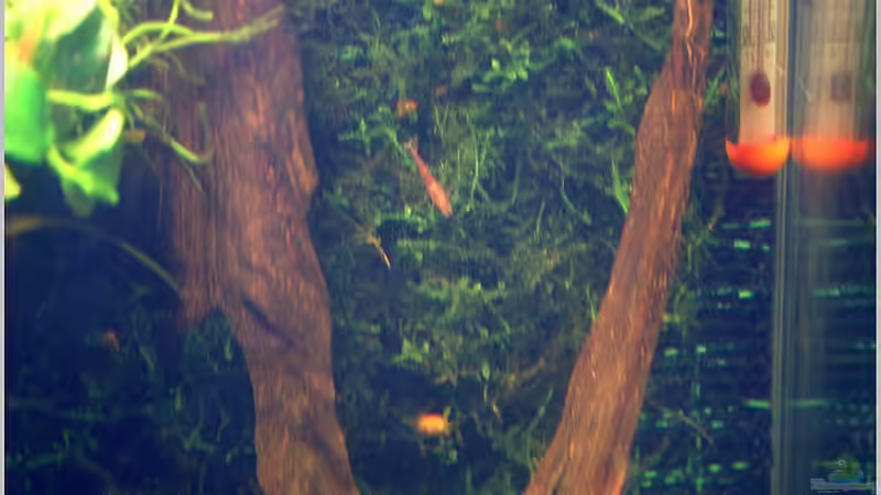 Javamoos und Javafarn in RW  von Christian Zwick (6)