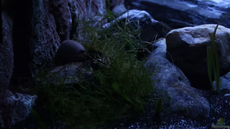 Javamoos und Vallisnerie von skipper1202 (2)