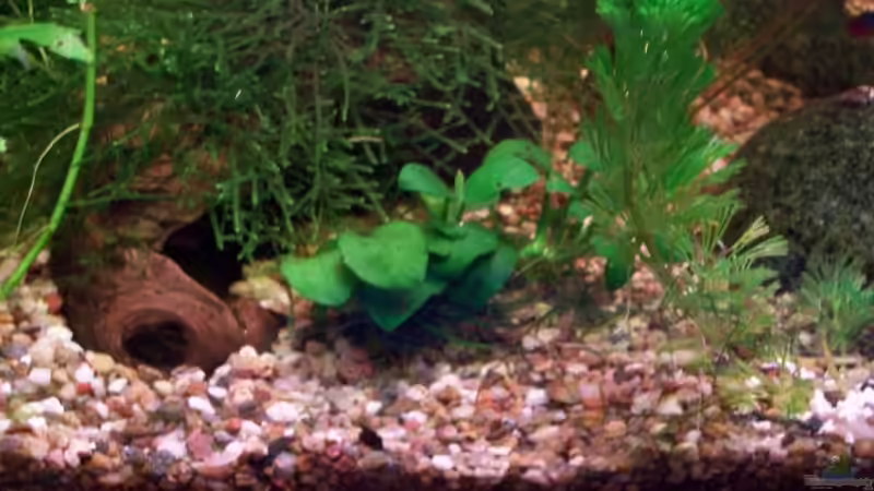 Javamoos (Vesicularia dubyana), Bonsa-Zwergspeerblatt (Anubias barteri var. nana`Bonsai`), Karolina-Haarnixe (Cabomba caroliniana)                                               von Jens J. (20)
