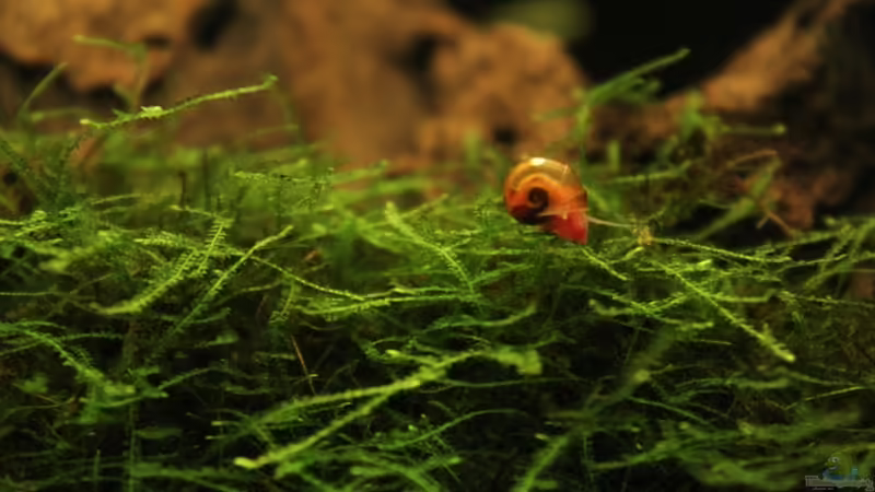 Javamoos von Annika (26)