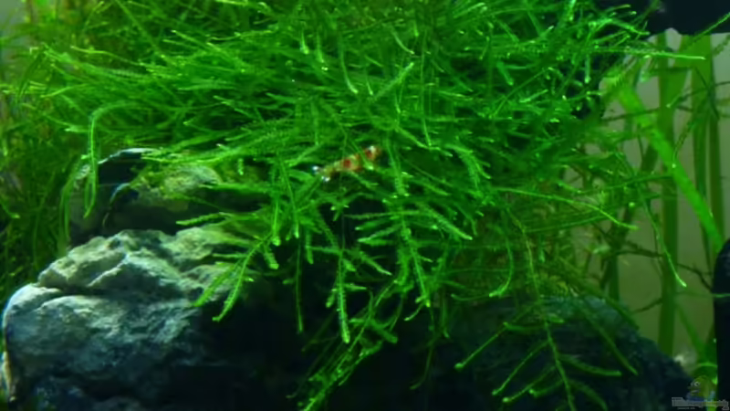 Javamoos von Arami Gurami (12)