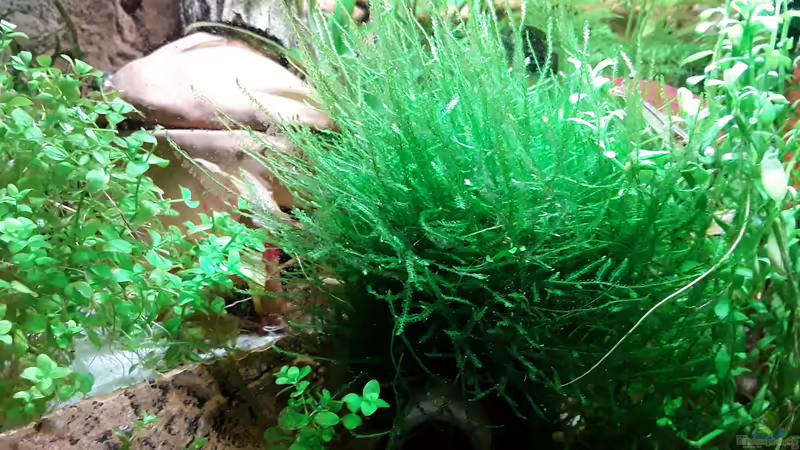 Javamoos von Bessey (9)