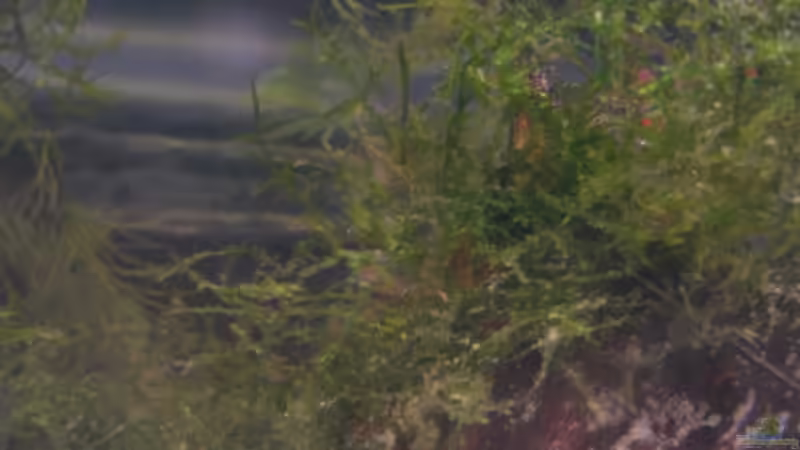 Javamoos von Claudia Lübke (10)